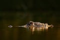 American Alligator, Alligator mississippiensis, NP Everglades, Florida, USA. Still water surface with crocodile. Dark water with d Royalty Free Stock Photo