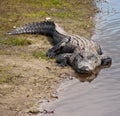 American Alligator Alligator mississippiensis on River Bank