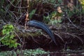 American alligator Alligator mississippiensis suns itself