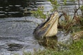 American alligator (Alligator mississippiensis) water dancing in