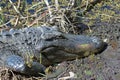 The American Alligator Royalty Free Stock Photo