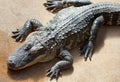 American alligator in ambush Royalty Free Stock Photo
