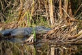 American alligator