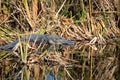 American alligator