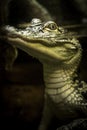 American Alligator