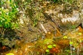 American Alligator babies at Okefenokee Swamp Park, South Georgia. Royalty Free Stock Photo