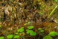 American Alligator babies at Okefenokee Swamp Park, South Georgia. Royalty Free Stock Photo