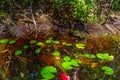 American Alligator babies at Okefenokee Swamp Park, South Georgia Royalty Free Stock Photo