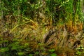 American Alligator babies at Okefenokee Swamp Park, South Georgia Royalty Free Stock Photo