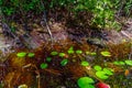 American Alligator babies at Okefenokee Swamp Park, South Georgia Royalty Free Stock Photo