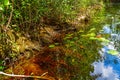 American Alligator babies at Okefenokee Swamp Park, South Georgia Royalty Free Stock Photo