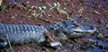 American Alligator Baby in a Swamp Royalty Free Stock Photo