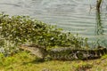 American Alligator Royalty Free Stock Photo