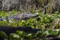 American Alligator basking on log, Okefenokee Swamp National Wildlife Refuge Royalty Free Stock Photo