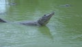 American Alligator Bellowing