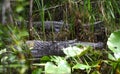 American Alligator in blackwater swamp in the Okefenokee Swamp National Wildlife Refuge, Georgia