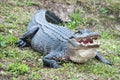 American Alligator body Royalty Free Stock Photo