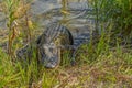 This American Alligator is at Burns Lake Campground in Big Cypress National Preserve, Ochopee, Florida