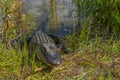 This American Alligator is at Burns Lake Campground in Big Cypress National Preserve, Ochopee, Florida