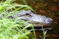 American Alligator Royalty Free Stock Photo