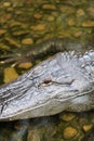 American Alligator Royalty Free Stock Photo