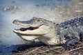 American Alligator Royalty Free Stock Photo