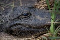 American Alligator Royalty Free Stock Photo