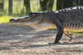 American alligator crossing trail