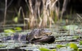 American Alligator in a dark blackwater swamp; Okefenokee National Wildlife Refuge, Georgia
