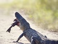 American alligator eating fish on a trail