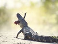 American alligator eating fish on a trail