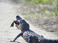 American alligator eating fish on a trail