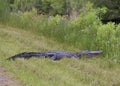 American Alligator