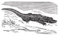 American Alligator engraving, or Alligator Mississippiensis