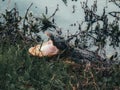 American Alligator feasting on prey partially submerged in water