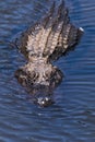 American Alligator Floating in D`Olive Creek in Daphne, Alabama