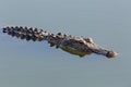 American Alligator Royalty Free Stock Photo