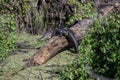 American Alligator in a Florida Swamp Royalty Free Stock Photo