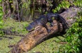 American Alligator in a Florida Swamp Royalty Free Stock Photo