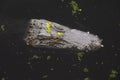 American Alligator in a Florida Swamp Royalty Free Stock Photo