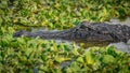 American Alligator in Florida Wetland