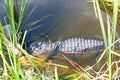 American Alligator in Florida Wetland. Everglades National Park in USA. Royalty Free Stock Photo