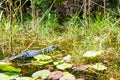 American Alligator in Florida Wetland. Everglades National Park in USA. Royalty Free Stock Photo