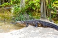 American Alligator in Florida Wetland. Everglades National Park in USA. Royalty Free Stock Photo