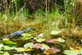 American Alligator in Florida Wetland. Everglades National Park in USA. Royalty Free Stock Photo