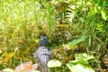 American Alligator in Florida Wetland. Everglades National Park in USA. Royalty Free Stock Photo