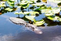 American Alligator in Florida Wetland. Everglades National Park in USA. Royalty Free Stock Photo