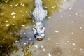 American Alligator in Florida Wetland. Everglades National Park in USA. Royalty Free Stock Photo