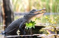 American Alligator gaping mouth in hot sun in Okefenokee Swamp