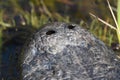 American Alligator nostrils